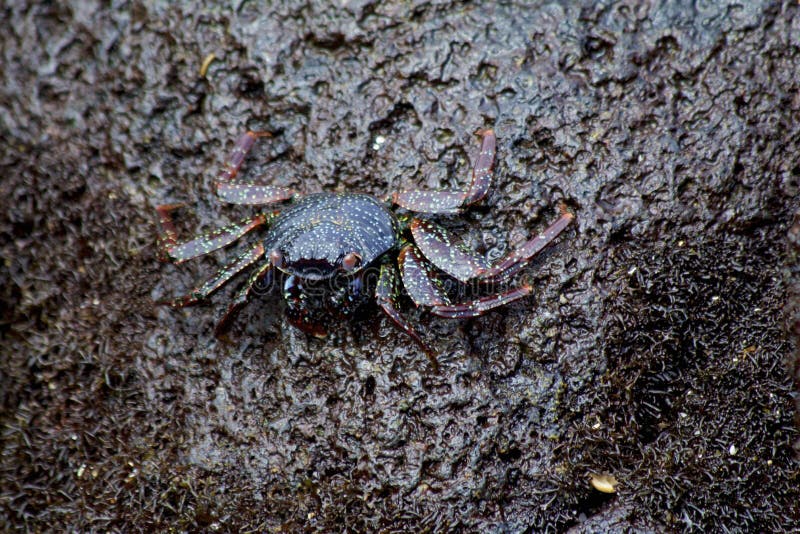 Sally lightfoot crab juvenile 833176 στοκ φωτογραφίες με δικαίωμα ελεύθερης χρήσης