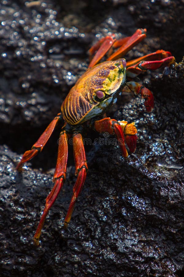 Sally Lightfoot Crab oder rote Felsen-Krabbe, Galapagos-Inseln lizenzfreie stockfotografie Sally Lightfoot Crab oder rote Felsen-Krabbe, Galapagos-Inseln lizenzfreie stockfotografie