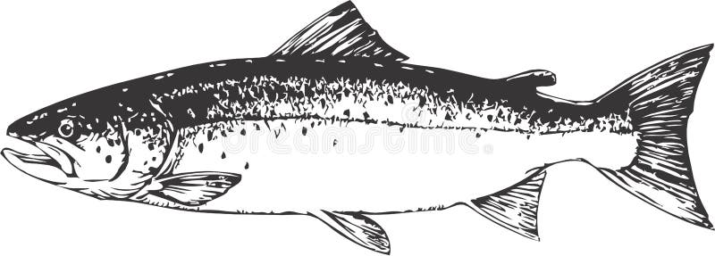 Gráficos vectoriales ilustraciones de salmón.