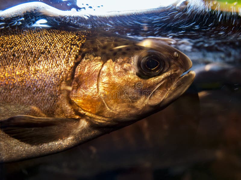 Salmon Swimming in Aquarium Stock Image Image of natural, spawning 21092833
