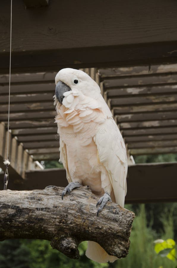 Salmon Crested Cockatoo images stock Salmon Crested Cockatoo images stock