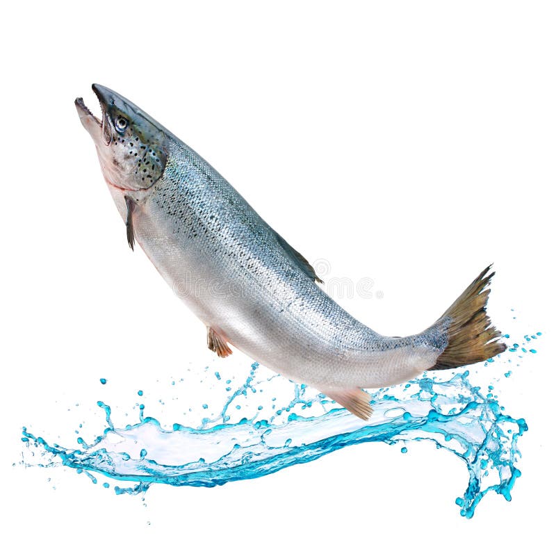 Salmon fish jumping out of water stock photos
