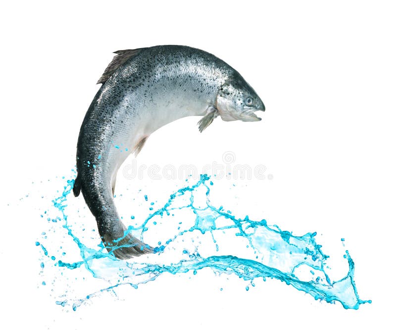 Salmon fish jumping out of water royalty free stock photography