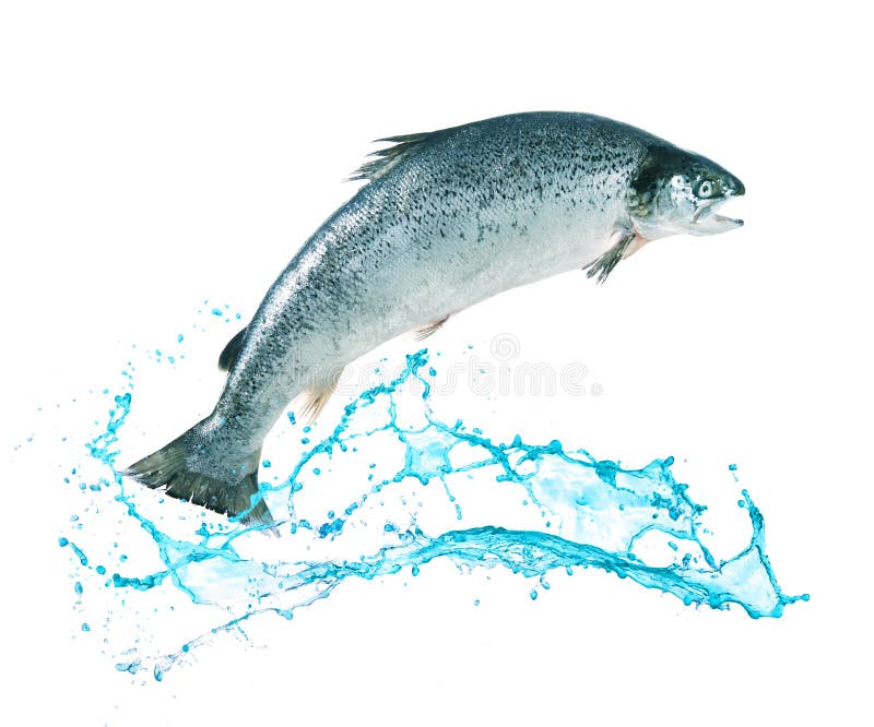 468-fish-splashing-out-water-stock-photos-free-royalty-free-stock