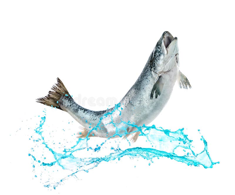 Salmon fish jumping out of water royalty free stock images