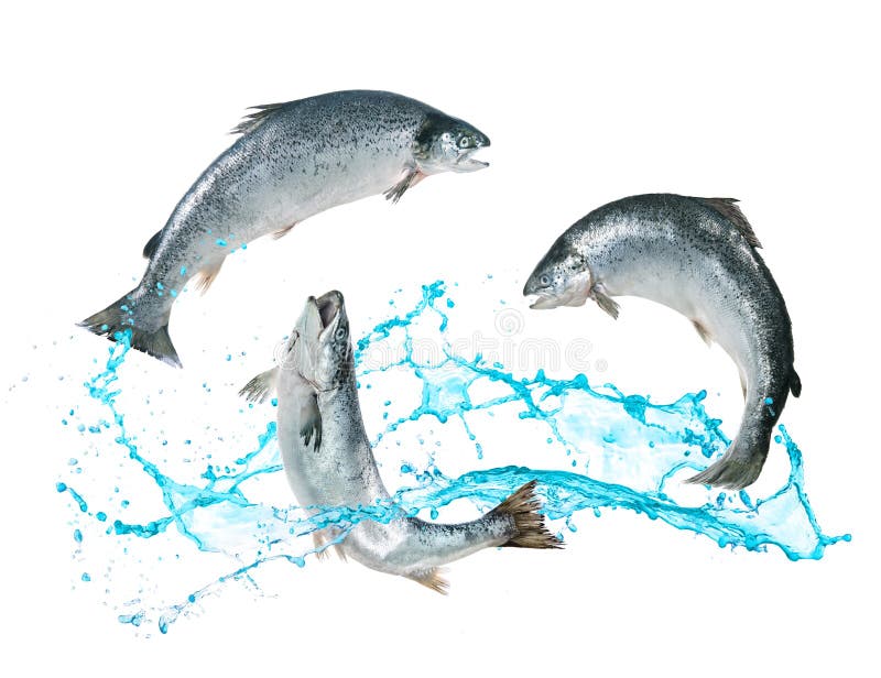 Salmon fish jumping out of water stock image