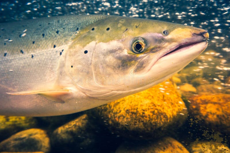Salmon Fish Swimming Under Water Norway, Scandinavia Stock Image