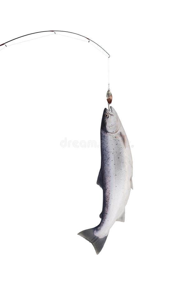 Salmon on fishing-rod