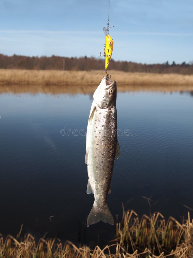 Salmon on fishing-rod
