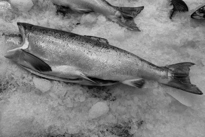 Salmon on Ice Black and White