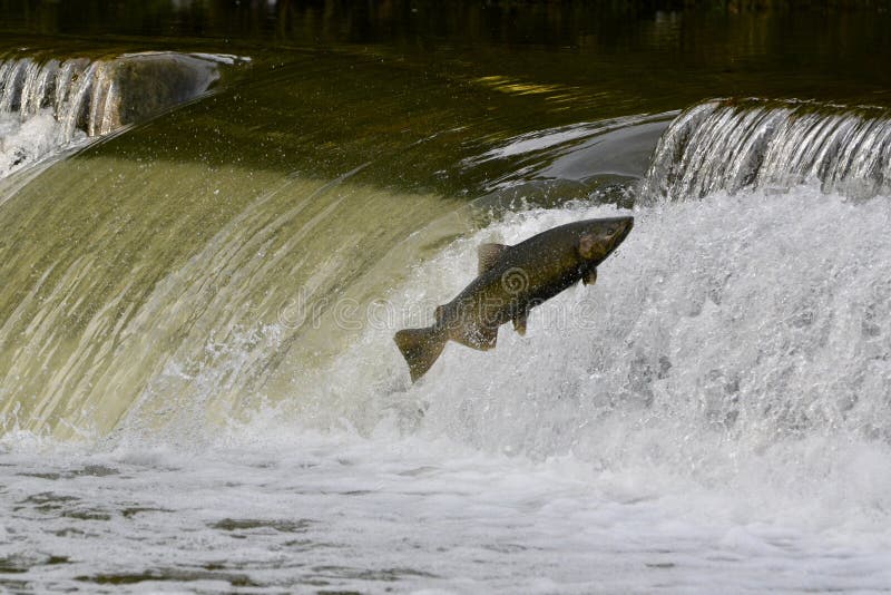 1,452 Salmon Jumping Stock Photos Free & RoyaltyFree Stock Photos