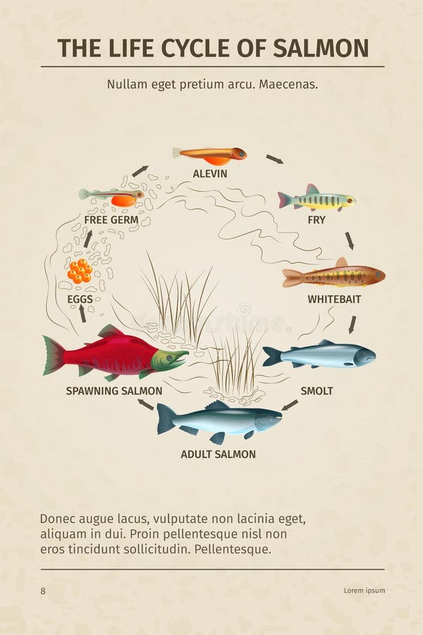 Life cycle of salmon eggs to tiny fish. - Picture of Friends of