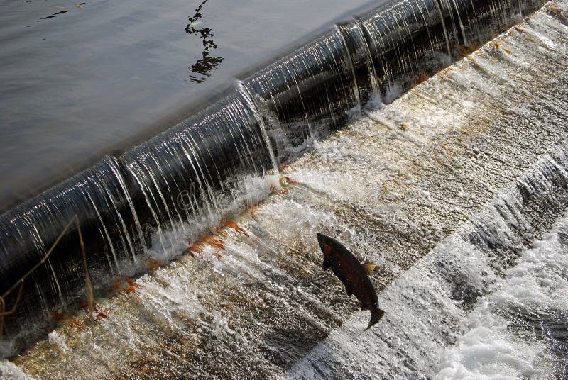 Fish ladder at the Issaquah Fish Hatchery, Issaquah, WA. Fish ladder at the Issaquah Fish Hatchery, Issaquah, WA