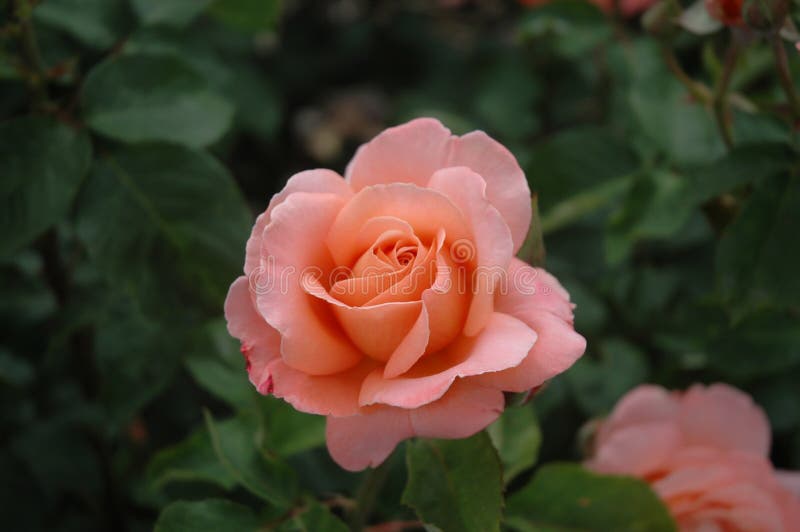 Salmon Pink Rose stock photo. Image of pink, colorful - 42225078
