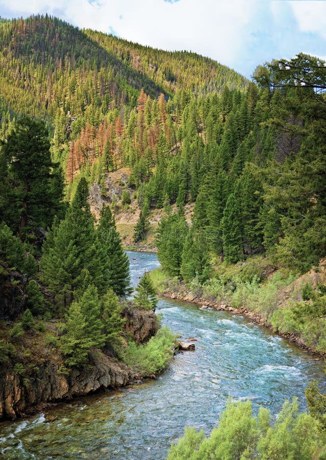 Salmon River, Idaho stock image. Image of pristine, salmon 26040127