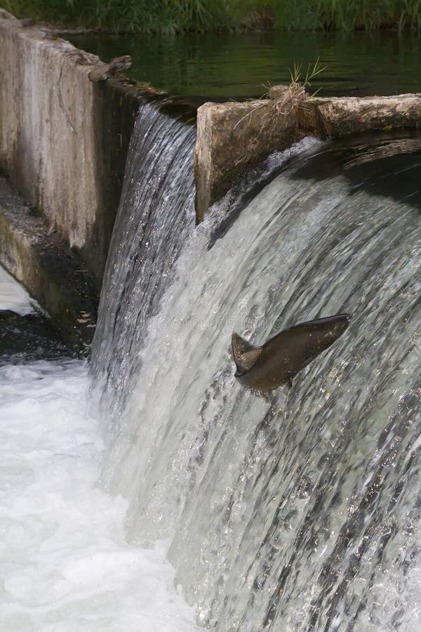 Losos skákanie do inžinierstva časti Tumwater Padá na Deschutes Rieky, Tumwater Washington.