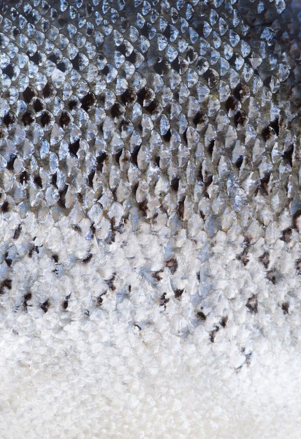 Salmon scales stock image. Image of spicy, fish, cook 4462233