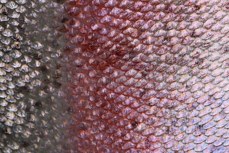 Salmon Skin Texture Background, Scales of Fish Stock Photo Image of