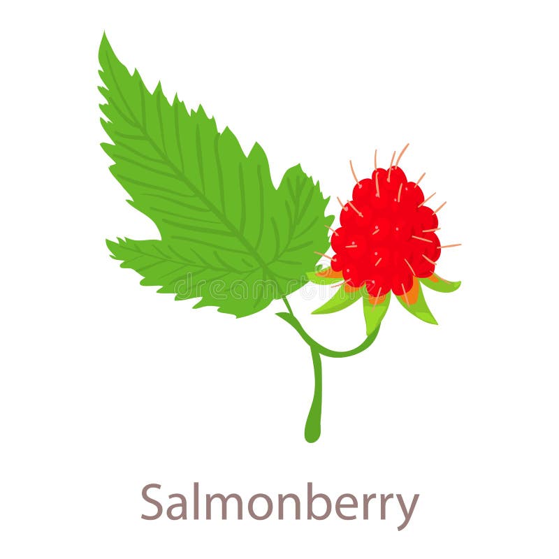 Salmonberry Stock Illustrations 133 Salmonberry Stock Illustrations