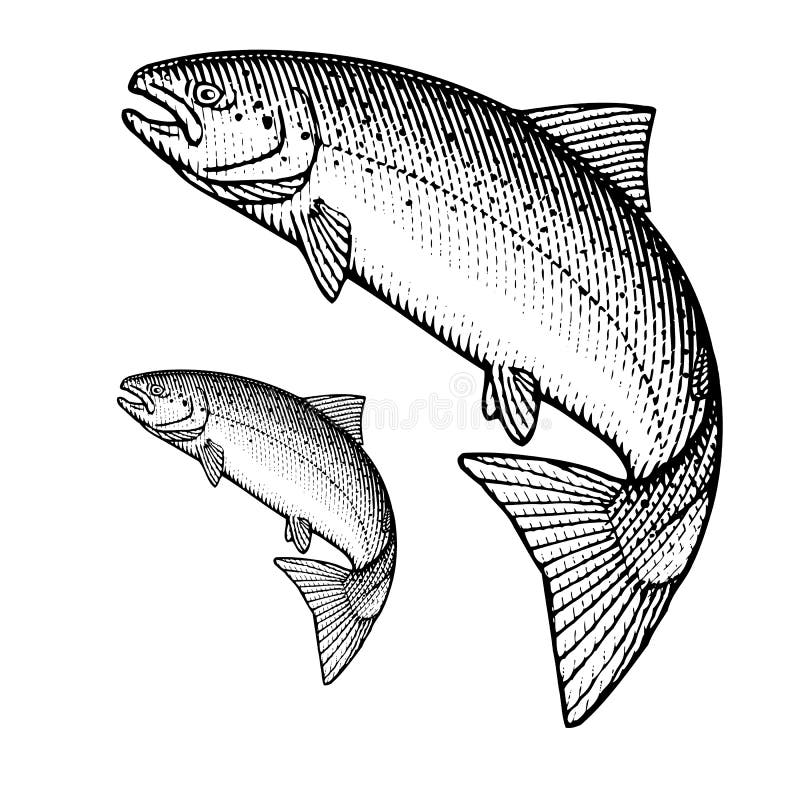 Salmones atlánticos libre illustration Salmones atlánticos libre illustration