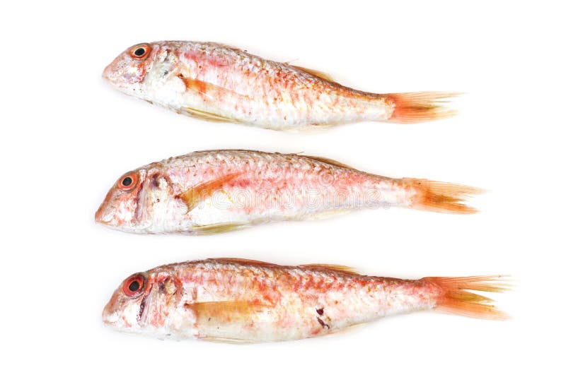 Salmonetes rojos en una visión aislada foto de archivo libre de regalías Salmonetes rojos en una visión aislada foto de archivo libre de regalías