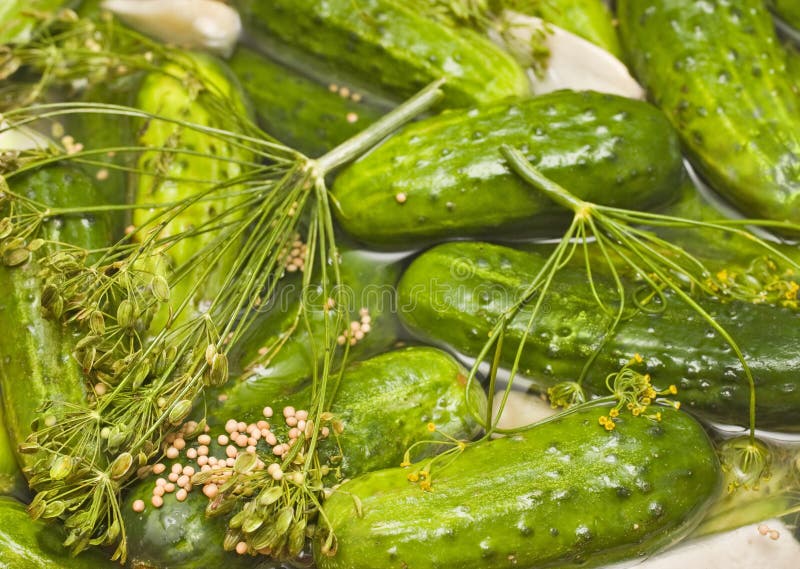 Fresh homemade pickles in brine, with dill, garlic, horseradish, mustard seed and other spices. The cucumbers are not fully pickled yet (half-sour) and still bright green. Fresh homemade pickles in brine, with dill, garlic, horseradish, mustard seed and other spices. The cucumbers are not fully pickled yet (half-sour) and still bright green.