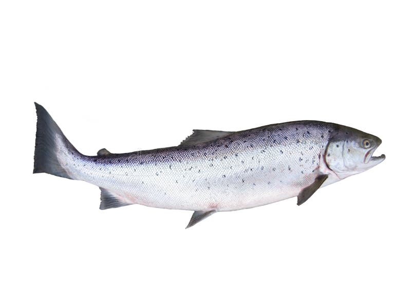 Salmões Salmões