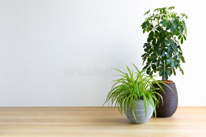 Salon lumineux avec deux plantes d'intérieur images stock Salon lumineux avec deux plantes d'intérieur images stock