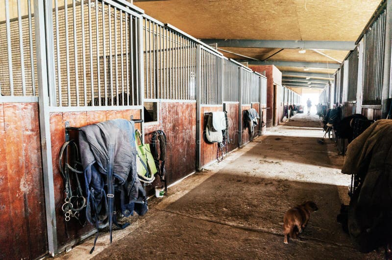 Cat inside stable with horse stalls and tack with sunshine. Cat inside stable with horse stalls and tack with sunshine.