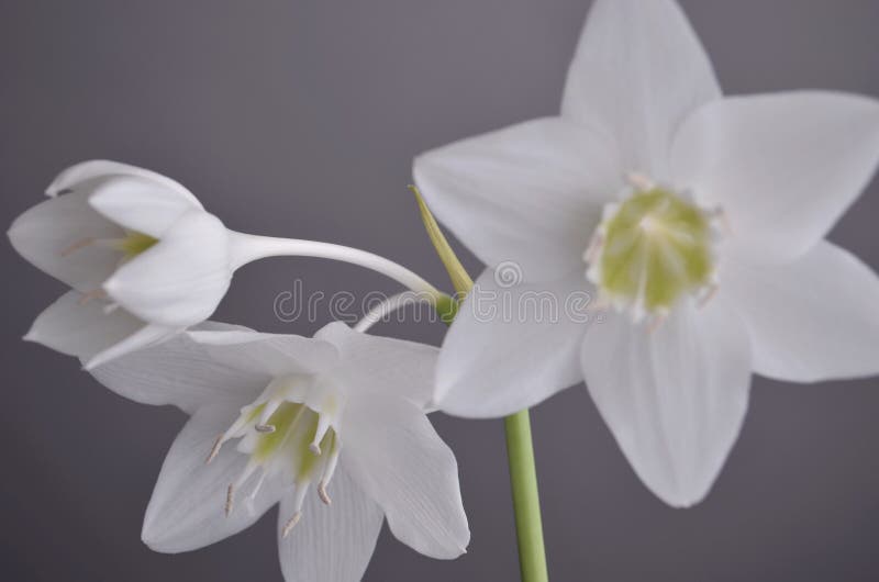 Salowe rośliny: eucharis - amazonki leluja fotografia stock Salowe rośliny: eucharis - amazonki leluja fotografia stock
