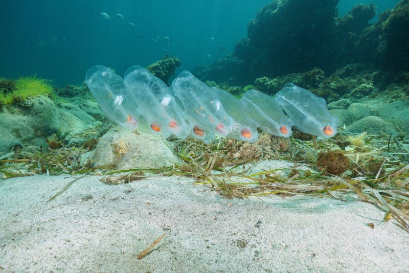 Salps underwater planktonic tunicate Mediterranean