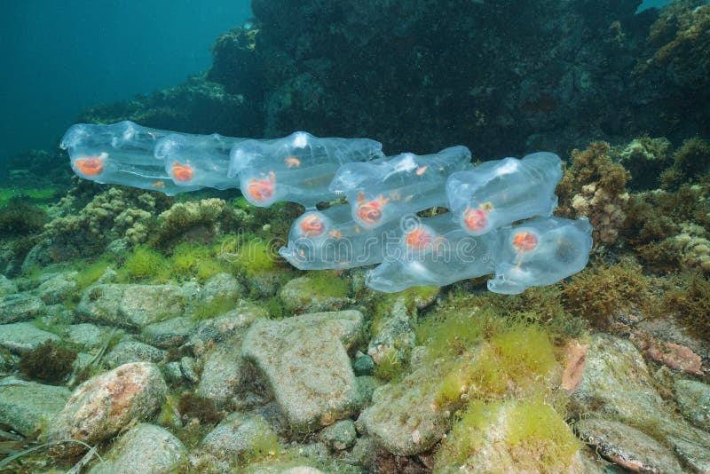 Salps underwater planktonic tunicate