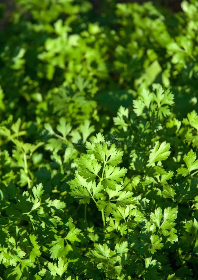 Salsa fresca orgânica em um jardim foto de stock Salsa fresca orgânica em um jardim foto de stock