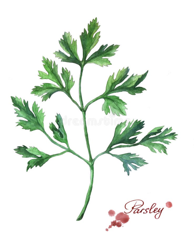 Parsley. Hand drawn watercolor painting on white background. Parsley. Hand drawn watercolor painting on white background.