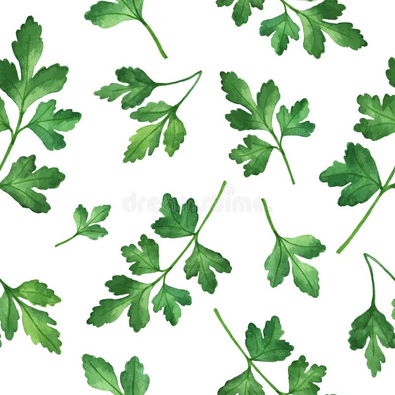 Watercolor vector seamless pattern hand drawn herb parsley . Watercolor leaves and branches of parsley on a white background. Herbs for packaging design, cards, postcards and book illustrations. Watercolor vector seamless pattern hand drawn herb parsley . Watercolor leaves and branches of parsley on a white background. Herbs for packaging design, cards, postcards and book illustrations.