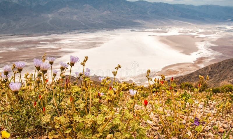 Salt Badwater Basin Panamint Mountains from Dante`s View Death Valley National Park, with blossoming flowers on the foreground. Salt Badwater Basin Panamint Mountains from Dante`s View Death Valley National Park, with blossoming flowers on the foreground.