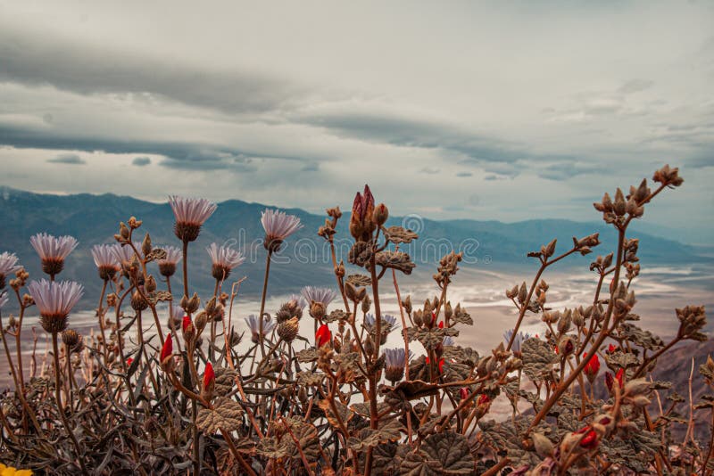 Salt Badwater Basin Panamint Mountains from Dante`s View Death Valley National Park, with blossoming flowers on the foreground. Salt Badwater Basin Panamint Mountains from Dante`s View Death Valley National Park, with blossoming flowers on the foreground.