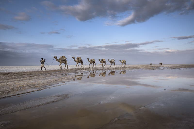 Salt caravan from Karoum lac in Ethiopia royalty free stock image
