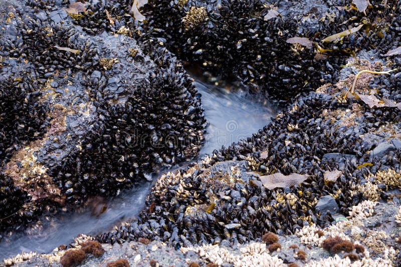 Salt Creek Recreation Area royalty free stock photography