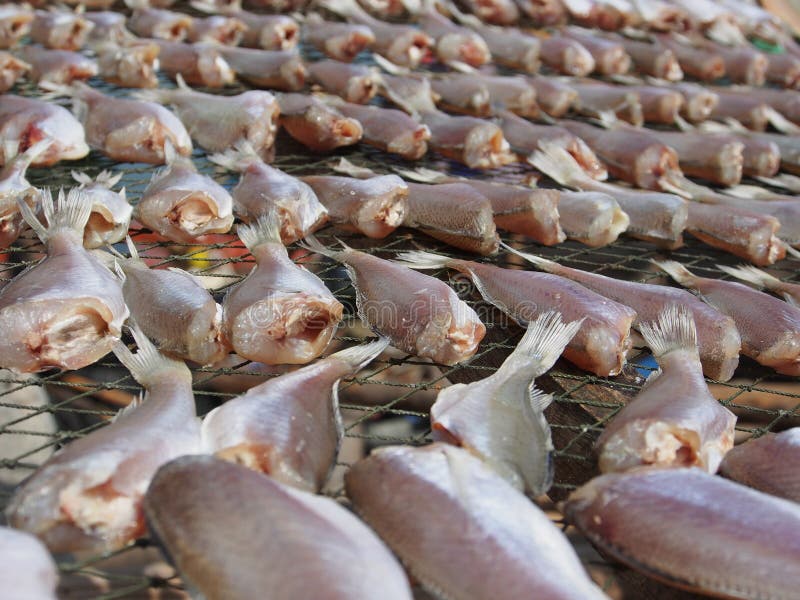 Salt Fish on the Net Dried in the Sun To Cook Stock Image Image of