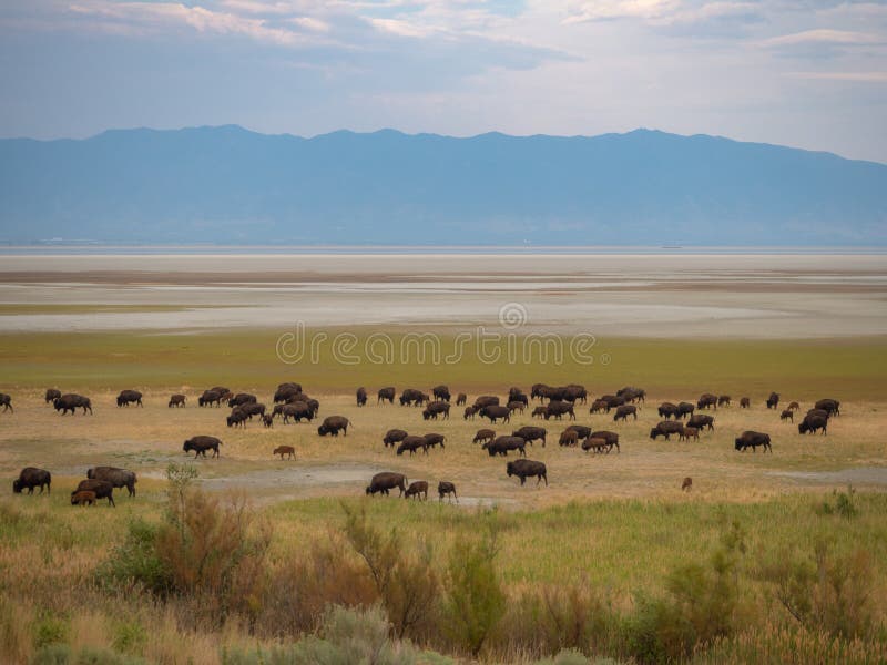 Salt Lake City, Antelope Island buffalo reservation, bison herd