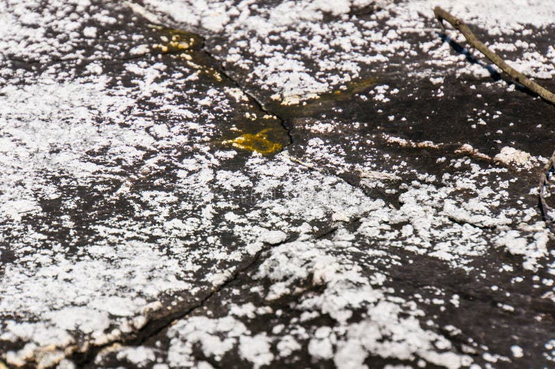 Salt marsch för naturtjeck arkivfoto Salt marsch för naturtjeck arkivfoto