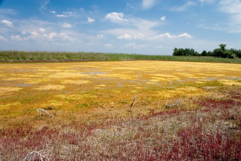 Salt marsh