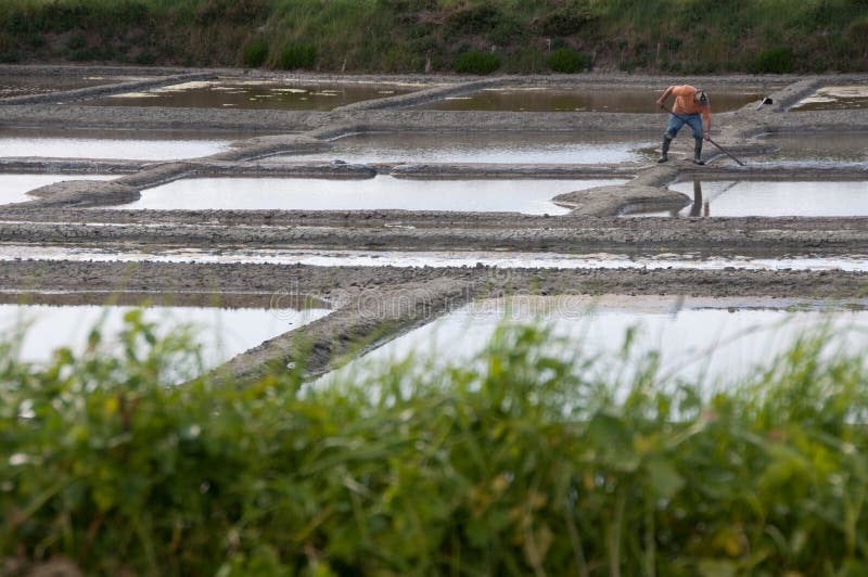Harvesting the Salt Marshes of Western France Editorial Photo Image