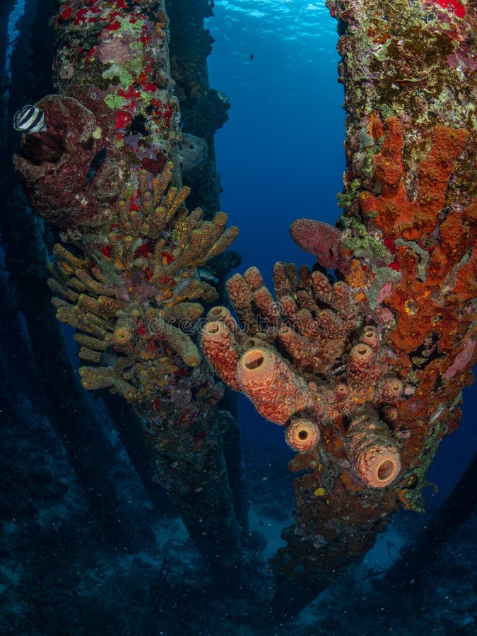 Salt Pier in Bonaire. Caribbean Diving Holiday Stock Image - Image of ...