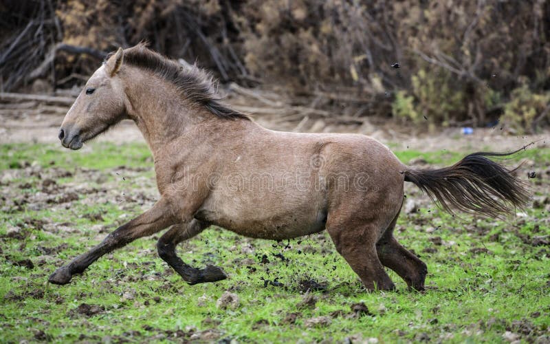 Salt River wild horse muddy escape