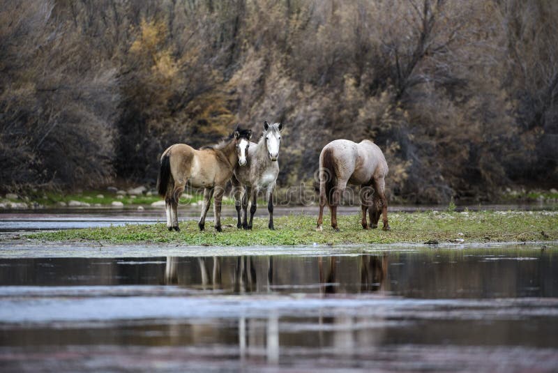 Salt River wild horses