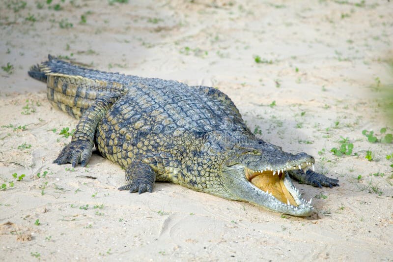 Salt Water Crocodile