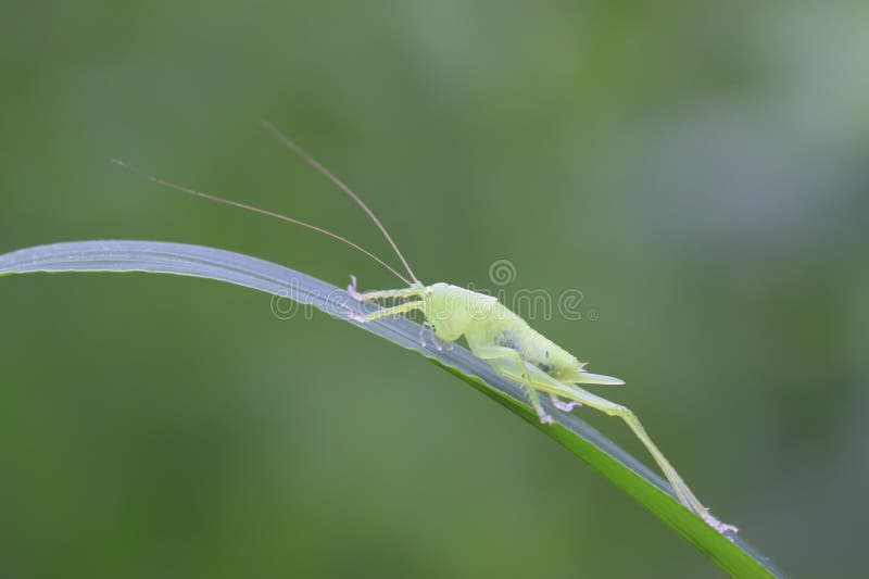 Saltamontes de larga duración. Saltamontes con larga trayectoria en hojas verdes en estado salvaje