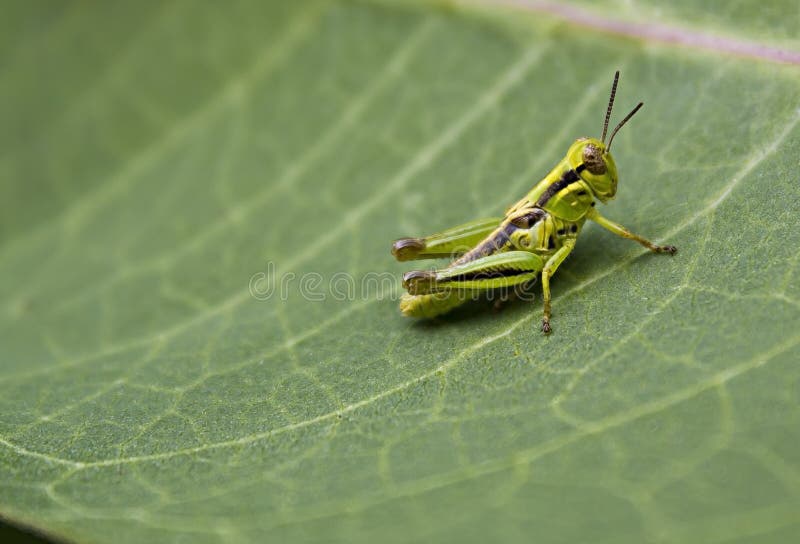 Saltamontes en una hoja imagenes de archivo Saltamontes en una hoja imagenes de archivo